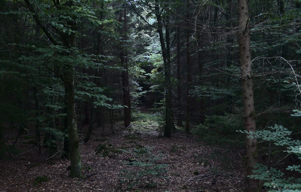 A path diverged in the wood and I… nope, not that. A maze of twisty passages, all.. nope. Eh. The forest is dark, green, and impenetrable. The forest floor is covered in brown leaves. We can see through a gap between the trees to a small clearing, where the ground is green and the sunlight lights the ground and the leaves which hang into the clearing.