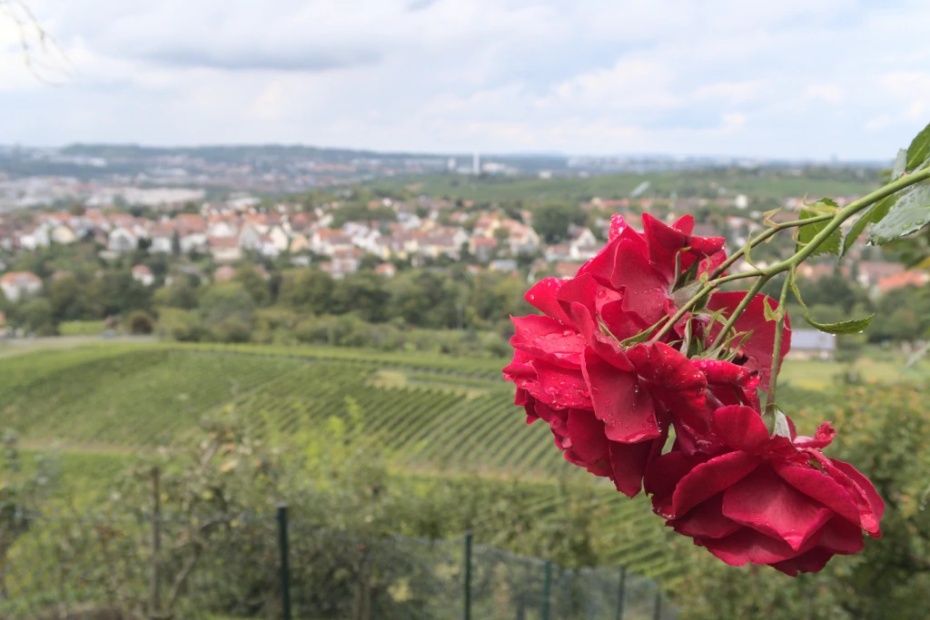 Rosen sind rot… And yes, by another name, they do still smell sweet! The focus of this image is two red roses seen from the side, positioned in the right-hand third of the picture and in focus. The rest of the image is out of focus. The power half of the image is rows of distant green grape vines. The next quarter of the image is out-of-focus homes, mostly white with red-orange roofs. And the last quarter right at the top of the image is a mostly cloudy sky.